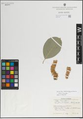 Foto von Salix lanata L.